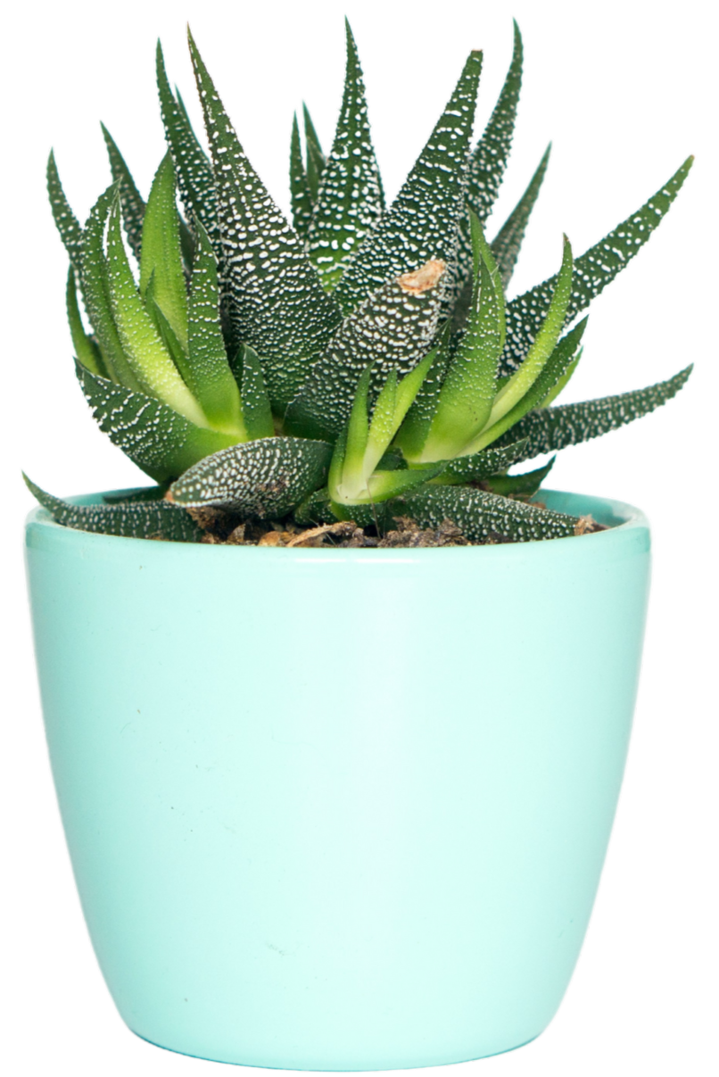 plant-img